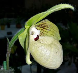 Paphiopedilum malipoense