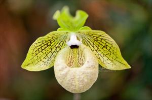 Paphiopedilum malipoense