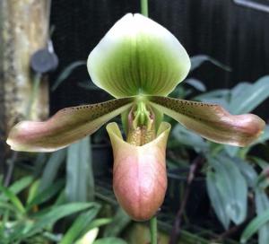 Paphiopedilum mastersianum