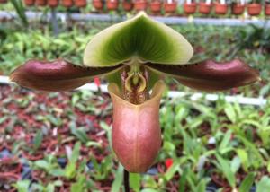 Paphiopedilum mastersianum