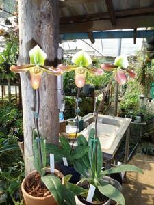 Paphiopedilum mastersianum