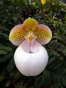 Paphiopedilum micranthum