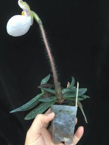 Paphiopedilum micranthum