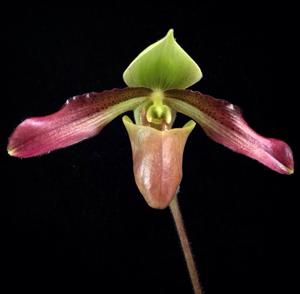 Paphiopedilum papuanum