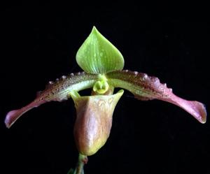 Paphiopedilum papuanum