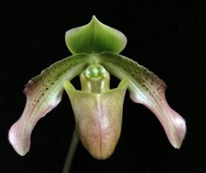 Paphiopedilum papuanum