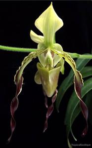 Paphiopedilum parishii