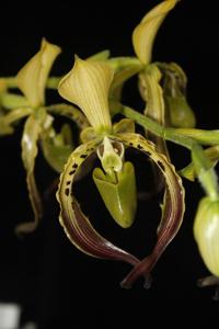 Paphiopedilum parishii