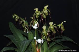 Paphiopedilum parishii