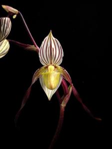 Paphiopedilum philippinense