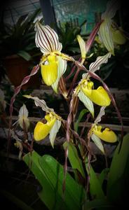 Paphiopedilum philippinense