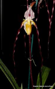 Paphiopedilum philippinense var. roebbelenii