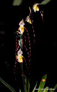 Paphiopedilum philippinense var. roebbelenii