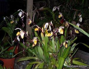 Paphiopedilum philippinense