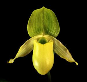 Paphiopedilum primulinum