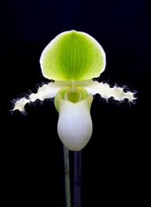 Paphiopedilum primulinum