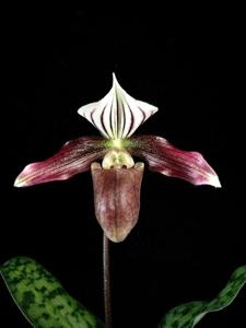 Paphiopedilum purpuratum