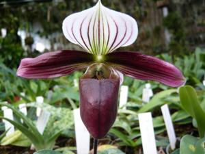 Paphiopedilum purpuratum