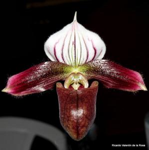 Paphiopedilum purpuratum