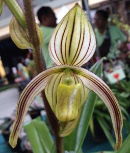 Paphiopedilum randsii