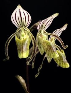 Paphiopedilum randsii