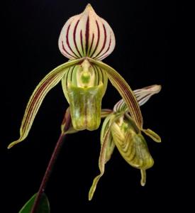 Paphiopedilum randsii