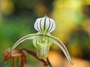 Paphiopedilum randsii