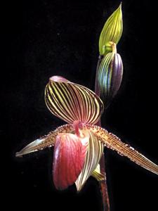 Paphiopedilum rothschildianum