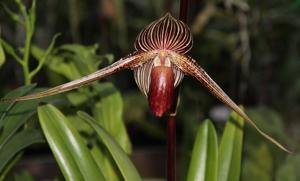 Paphiopedilum rothschildianum