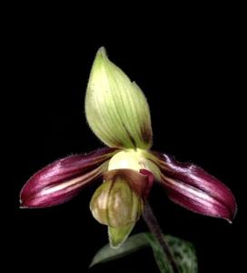 Paphiopedilum ayubianum