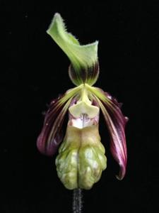 Paphiopedilum sangii