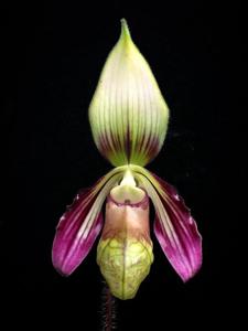 Paphiopedilum sangii