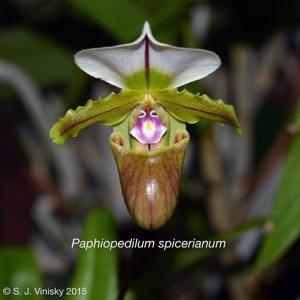 Paphiopedilum spicerianum