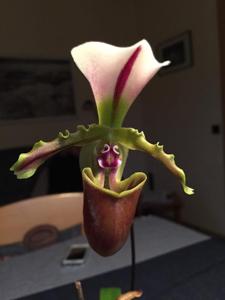 Paphiopedilum spicerianum