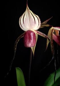 Paphiopedilum stonei