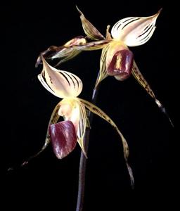 Paphiopedilum stonei