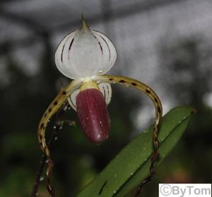 Paphiopedilum stonei