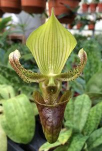 Paphiopedilum sugiyamanum