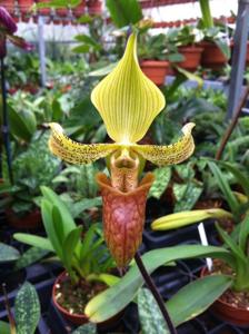 Paphiopedilum sugiyamanum