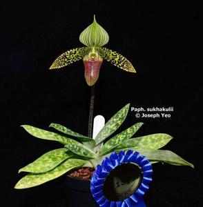 Paphiopedilum sukhakulii