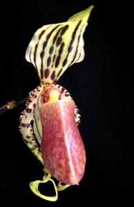 Paphiopedilum supardii