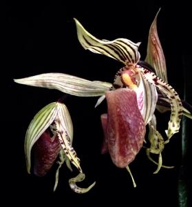 Paphiopedilum supardii