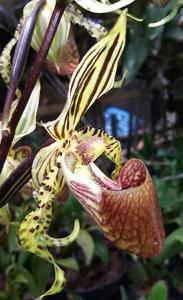 Paphiopedilum supardii