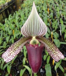 Paphiopedilum superbiens