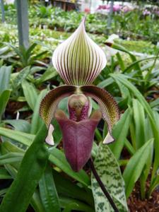 Paphiopedilum superbiens