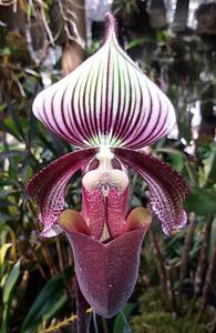 Paphiopedilum superbiens