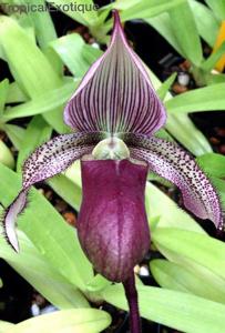 Paphiopedilum superbiens