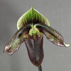 Paphiopedilum superbiens