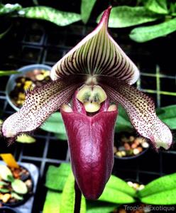 Paphiopedilum superbiens