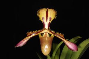 Paphiopedilum tigrinum